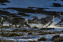 Caribou (Rangifer tarandus) females, of the porcupine herd, running, Yukon, Canada