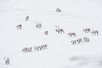 Caribou (Rangifer tarandus) porcupine herd in winter near Dempster Highway, Yukon, Canada
