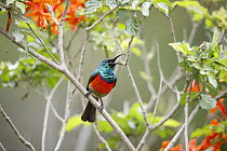 Greater Double-collared Sunbird (Nectarinia afra) male calling, Garden Route National Park, Western Cape, South Africa
