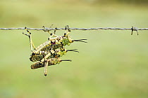 Gaudy Grasshopper (Pyrgomorphidae) trio hanging from barbed wire, Garden Route National Park, Western Cape, South Africa