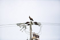 Long-crested Eagle (Lophaetus occipitalis) on powerlines, Garden Route National Park, Western Cape, South Africa