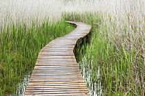 Boardwalk through marsh, Garden Route National Park, Western Cape, South Africa