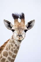 Northern Giraffe (Giraffa camelopardalis) sub-adult, Itala Game Reserve, KwaZulu-Natal, South Africa