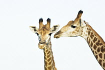 Northern Giraffe (Giraffa camelopardalis) pair, iSimangaliso Wetland Park, KwaZulu-Natal, South Africa