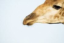 Northern Giraffe (Giraffa camelopardalis), iSimangaliso Wetland Park, KwaZulu-Natal, South Africa