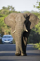 African Elephant (Loxodonta africana) bull on road with safari vehicle, iSimangaliso Wetland Park, KwaZulu-Natal, South Africa
