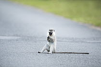 Savanah Monkey (Chlorocebus aethiops) looking at object on road, iSimangaliso Wetland Park, KwaZulu-Natal, South Africa
