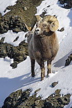 Snow Sheep (Ovis nivicola) ram, Putoransky State Nature Reserve, Putorana Plateau, Siberia, Russia