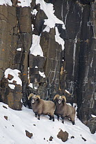 Snow Sheep (Ovis nivicola) rams along cliff, Putoransky State Nature Reserve, Putorana Plateau, Siberia, Russia