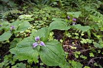 Purple Trillium (Trillium erectum) flowering, Butano State Park, California