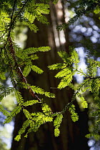 Coast Redwood (Sequoia sempervirens) needles, Butano State Park, California