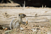 Nelson's Antelope-squirrel (Ammospermophilus nelsoni) juvenile holding cigarette butt, Carrizo Plain National Monument, California
