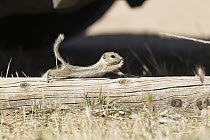 Nelson's Antelope-squirrel (Ammospermophilus nelsoni) juvenile stretching, Carrizo Plain National Monument, California