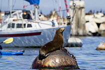 California Sea Lion (Zalophus californianus) on harbor buoy, Monterey Bay, California