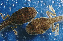 Cayenne Slender-legged Treefrog (Osteocephalus leprieurii) tadpoles, native to South America