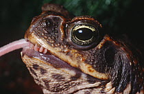 Cane Toad (Bufo marinus) swallowing mouse prey, native to Central and South America