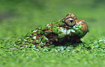 Giant Fire-bellied Toad (Bombina maxima) emerging from pond weed, native to China