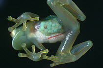 Glass Frog (Cochranella antisthenesi) underside showing internal organs, native to South America