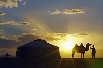 Bactrian Camel (Camelus bactrianus) and nomad near yurt, Gobi Desert, Mongolia