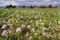 Bactrian Camel (Camelus bactrianus) herd grazing in flowering desert, Gobi Desert, Mongolia