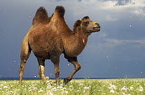 Bactrian Camel (Camelus bactrianus) stallion running through flowering desert, Gobi Desert, Mongolia