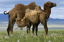 Bactrian Camel (Camelus bactrianus) mother nursing calf, Gobi Desert, Mongolia