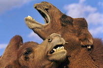 Bactrian Camel (Camelus bactrianus) pair greeting, Gobi Desert, Mongolia