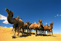 Bactrian Camel (Camelus bactrianus) group in desert, Gobi Desert, Mongolia