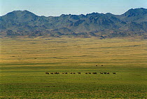 Bactrian Camel (Camelus bactrianus) herd in desert, Gobi Desert, Mongolia