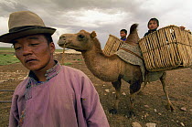 Bactrian Camel (Camelus bactrianus) carrying nomadic children, Gobi Desert, Mongolia