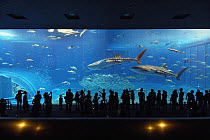 Whale Shark (Rhincodon typus) trio in aquarium with visitors, Okinawa Churaumi Aquarium, Japan