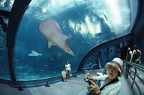 Whale Shark (Rhincodon typus) and aquarium visitors, Okinawa Churaumi Aquarium, Japan