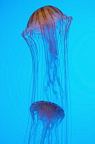 Sea Nettle (Chrysaora quinquecirrha) jelly in aquarium, Georgia