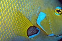 French Angelfish (Pomacanthus paru) in aquarium, Florida