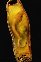 Greater Spotted Dogfish (Scyliorhinus stellaris) embryo in mermaid's purse egg capsule, native to Atlantic and Mediterranean