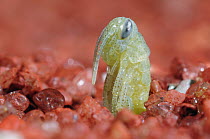 Desert Locust (Schistocerca gregaria) hatching from ground, native to Afria and Asia. Sequence 1 of 4