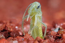 Desert Locust (Schistocerca gregaria) hatching from ground, native to Afria and Asia. Sequence 2 of 4