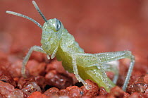 Desert Locust (Schistocerca gregaria) hatching from ground, native to Afria and Asia. Sequence 3 of 4