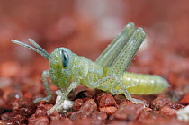 Desert Locust (Schistocerca gregaria) hatching from ground, native to Afria and Asia. Sequence 4 of 4
