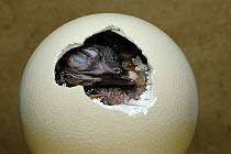Ostrich (Struthio camelus) chick hatching, native to Africa. Sequence 1 of 3