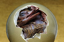 Ostrich (Struthio camelus) chick hatching, native to Africa. Sequence 2 of 3