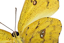 Pierid Butterfly (Phoebis sp), native to Peru
