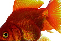 Goldfish (Carassius auratus) gibelio form, Goosefeld, Schleswig-Holstein, Germany