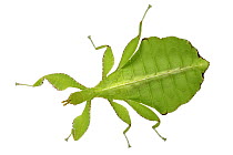 Walking Leaf (Phyllium siccifolium), native to Asia