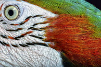 Blue and Yellow Macaw (Ara ararauna) and Red and Green Macaw (Ara chloroptera) hybrid, native to South America