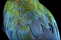 Blue and Yellow Macaw (Ara ararauna) and Red and Green Macaw (Ara chloroptera) hybrid back feathers, native to South America