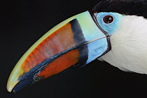 Red-billed Toucan (Ramphastos tucanus), native to South America