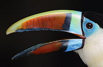Red-billed Toucan (Ramphastos tucanus) calling, native to South America