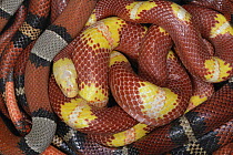Kingsnake (Lampropeltis sp) group with different colorations, native to North America