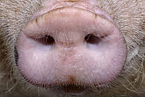 Domestic Pig (Sus scrofa domesticus) nose, Borken, North Rhine-Westphalia, Germany